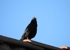 Great-tailed Grackle (24)