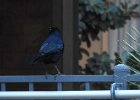 Great-tailed Grackle (25)