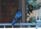 Great-tailed Grackle (26)