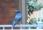 Great-tailed Grackle (27)