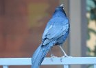 Great-tailed Grackle (29)