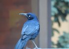 Great-tailed Grackle (30)
