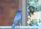 Great-tailed Grackle (31)