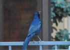 Great-tailed Grackle (32)