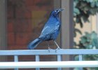 Great-tailed Grackle (33)
