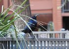 Great-tailed Grackle (34)