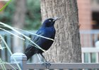 Great-tailed Grackle (35)