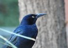 Great-tailed Grackle (36)