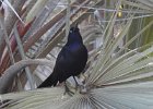Great-tailed Grackle (37)