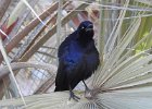 Great-tailed Grackle (38)
