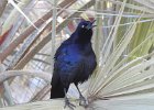 Great-tailed Grackle (39)