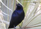 Great-tailed Grackle (40)