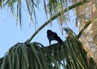 Great-tailed Grackle (5)
