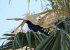 Great-tailed Grackle (7)