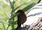 Great-tailed Grackle (9)
