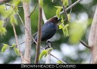 080 - 935 Brown-headed Cowbird