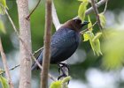 101Brown-headed Cowbird (9)