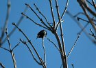 Brown-headed Cowbird (1)
