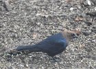 Brown-headed Cowbird (10)