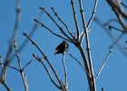 Brown-headed Cowbird (2)
