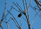 Brown-headed Cowbird (3)