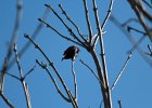 Brown-headed Cowbird (4)