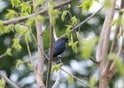 Brown-headed Cowbird (5)