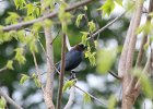 Brown-headed Cowbird (6)