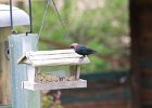 Brown-headed Cowbird (7)