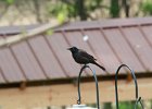 Brown-headed Cowbird (8)