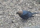 Brown-headed Cowbird (9)