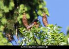 080 - 937 Orchard Oriole