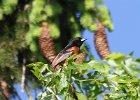 101Orchard Oriole