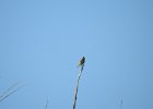 Bullock's Oriole (10)