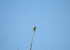 Bullock's Oriole (11)