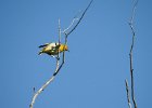 Bullock's Oriole (3)