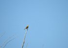 Bullock's Oriole (33)