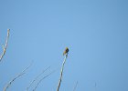 Bullock's Oriole (8)