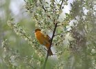 Baltimore Oriole (13)