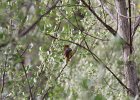 Baltimore Oriole (19)