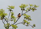 Baltimore Oriole (25)