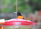 Baltimore Oriole (26)