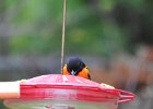 Baltimore Oriole (27)