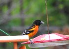 Baltimore Oriole (28)