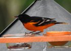 Baltimore Oriole (29)