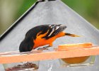 Baltimore Oriole (30)