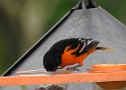 Baltimore Oriole (31)