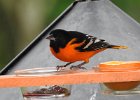 Baltimore Oriole (32)