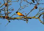 Baltimore Oriole (9)