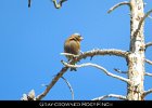081 - 948 Gray-crowned Rosy-Finch